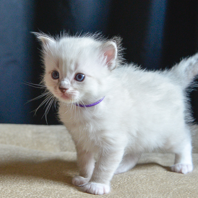 ragdoll kitten